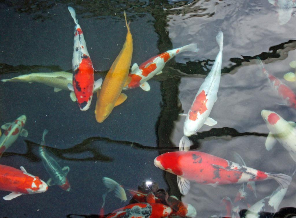 Hotel Restaurant Koi-Gartenteich Hausernmoos Kültér fotó